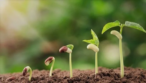 Stages of plant growth side by side in the soil with sunlight shining down